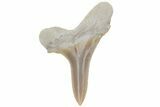 Fossil Ginsu Shark (Cretoxyrhina) Tooth - Kansas #219161-1